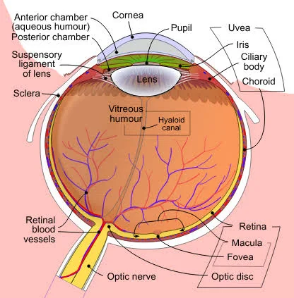 Labelled cross-section of the human eye showing the retina, macula, uvea (iris, ciliary body, choroid), vitreous humour and optic nerve